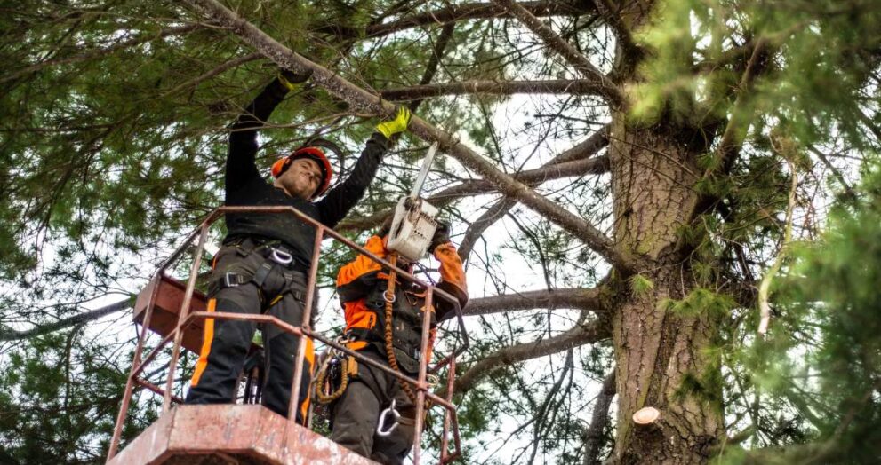 Two arborist men with chainsaw and lifting platform cutting a tree.