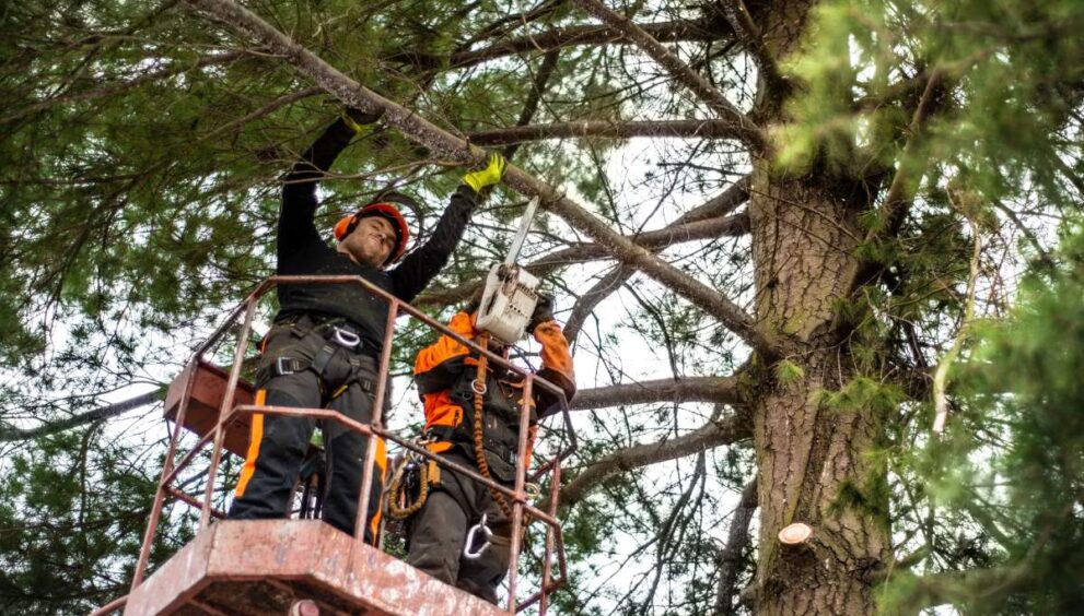 Two arborist men with chainsaw and lifting platform cutting a tree.