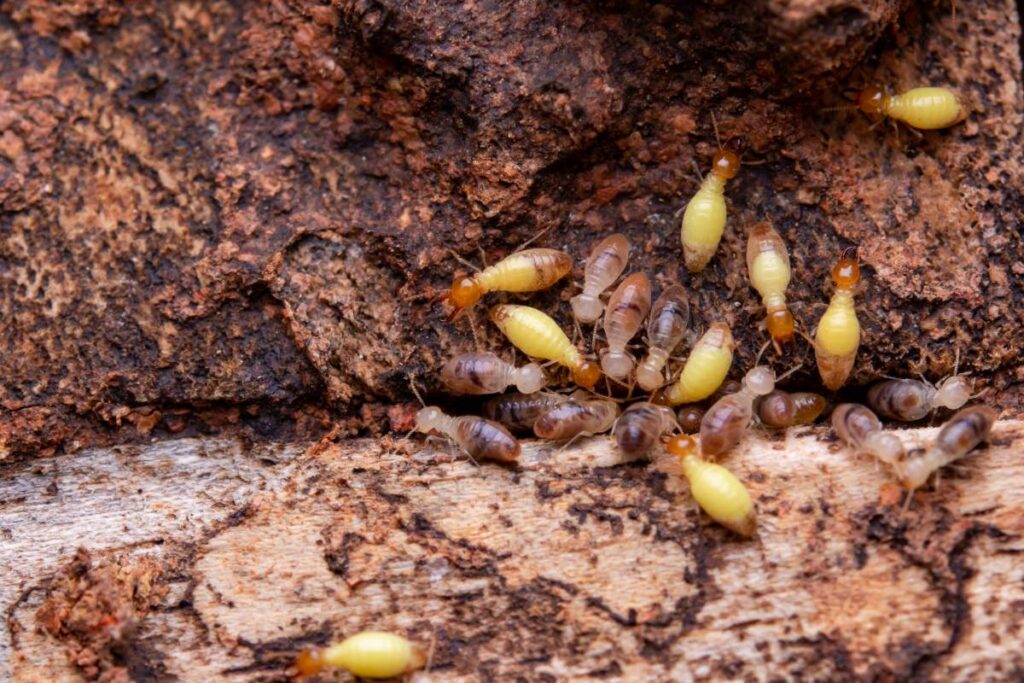 Termites eat wooden planks. Damage of a wooden house from termites