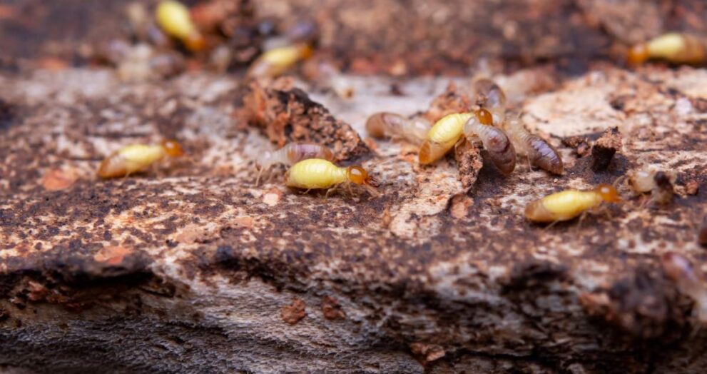 Termites eat wooden planks. Damage of a wooden house from termites