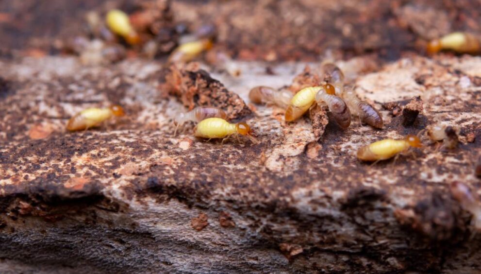 Termites eat wooden planks. Damage of a wooden house from termites