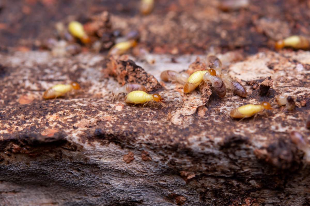 Termites eat wooden planks. Damage of a wooden house from termites